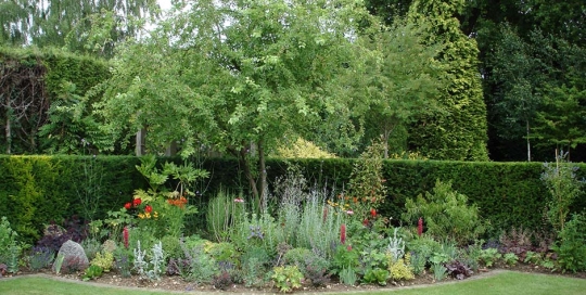 Herbaceous Borders & Feature Olive9